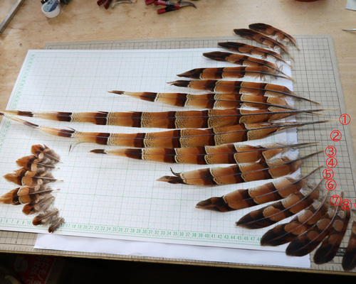 エゾ・ヤマドリの尾羽 五番目 ⑤フライマテリアル・インテリア等