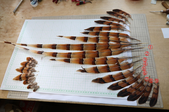 ヤマドリの羽　尾羽、翼左右の3点セット 日本野鳥の会 札幌支部 » この羽 だれの？ ヤマドリの羽 尾羽、翼