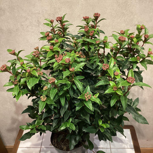 ビバーナム❣️ティヌス 5号鉢 多肉植物 Garden_couleur 通販