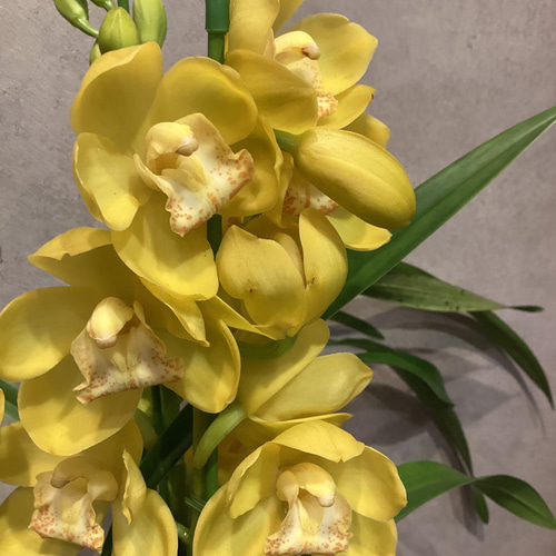 3本立！シンビジューム♥HI 6.3号鉢 多肉植物 Garden_couleur 通販