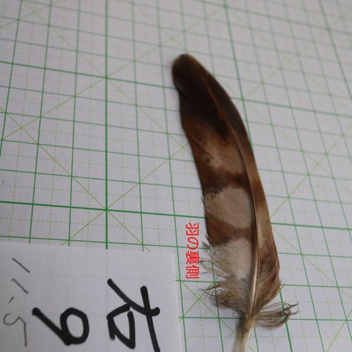 ヤマドリの羽 尾羽、翼左右の3点セット ヤマドリの羽標本（初列風切