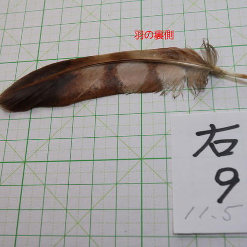 ヤマドリの羽 尾羽、翼左右の3点セット ヤマドリの羽 尾羽、翼左右の3