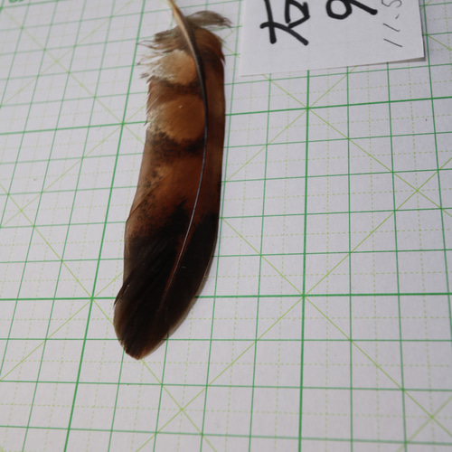 エゾ・ヤマドリの尾羽 九番目 ⑨フライマテリアル・インテリア等