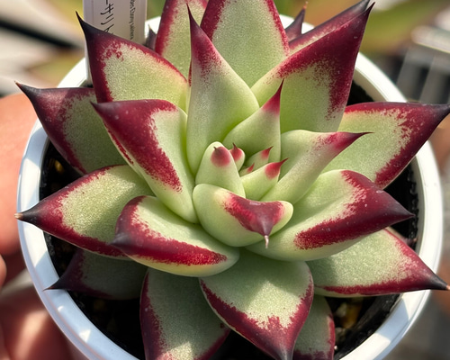 ☆*)様 黑檀 エボニー R734×128苗 土付き エケベリア 多肉植物 詰め 南*陵様 黑檀 エボニー N734×128苗 土付き 多肉植物 詰め合わせ エケ