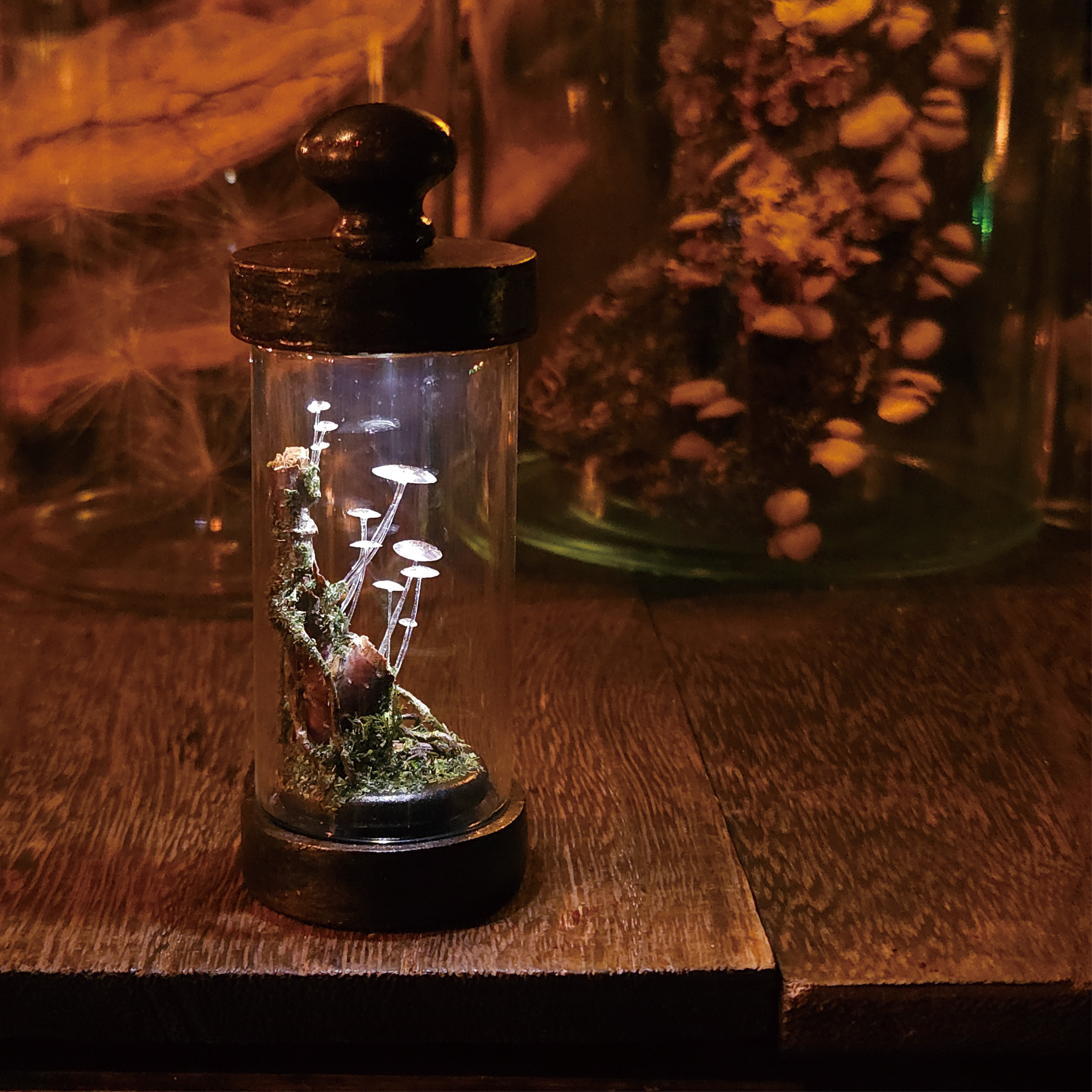 ガラスタケ シリンダー燈標本［Mサイズ］