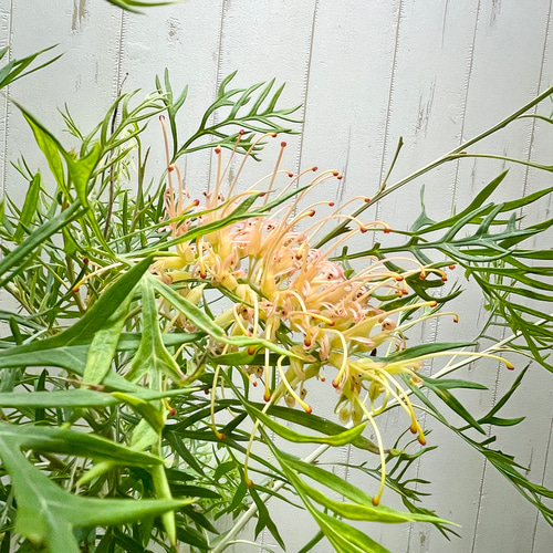 Grevillea グレビレア ピーチ アンド クリーム その他インテリア雑貨