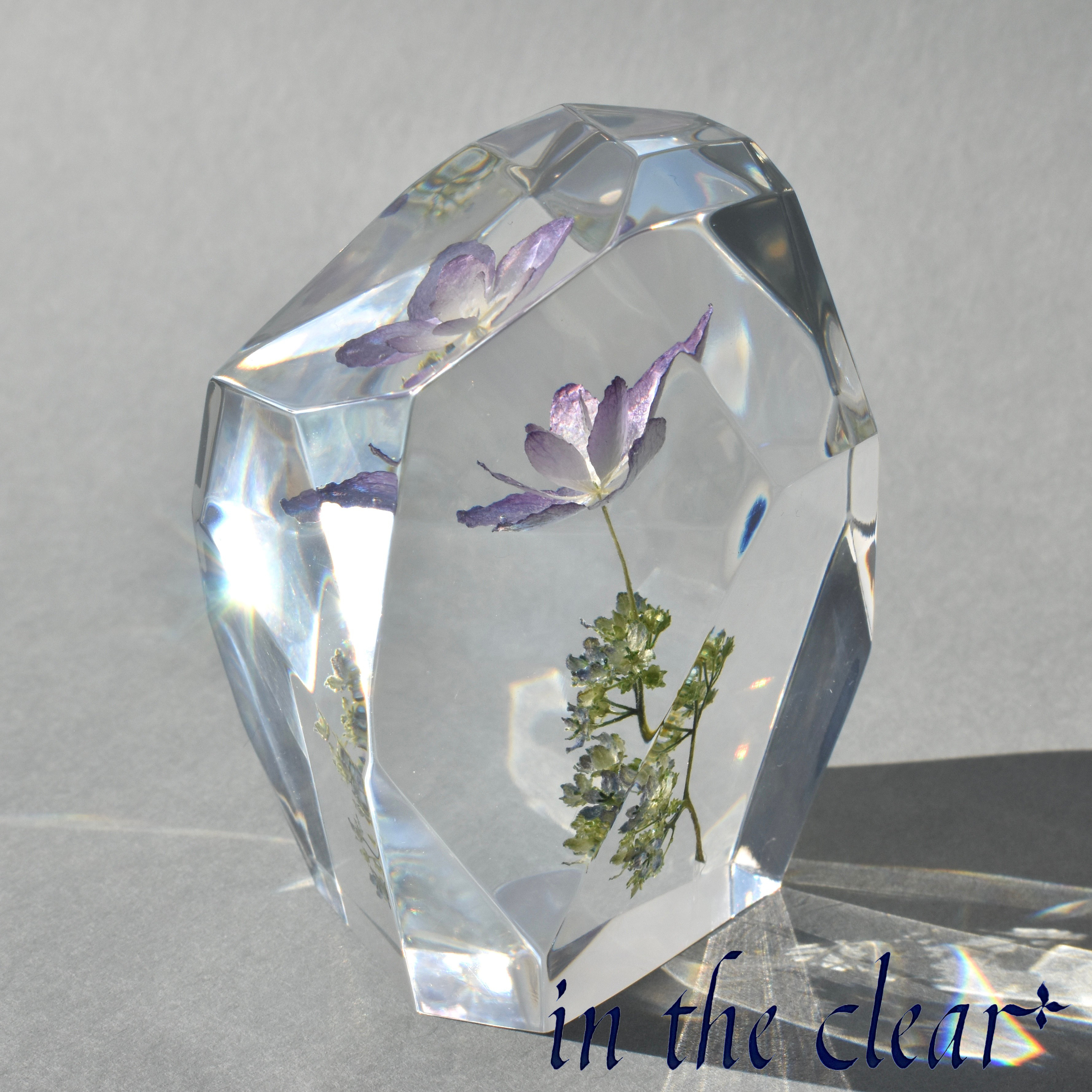 植物標本　紫陽花　紫　鉱石型