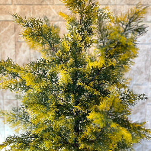 光触媒　人工観葉植物　ウォールグリーン　フェイクグリーン　ゴールドクレスト@gj 光触媒 人工観葉植物 ウォールグリーン フェイクグリーン ゴールド