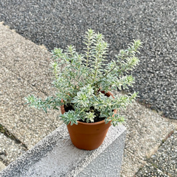 現品 幹太い 真っ直ぐ樹形 オリーブの木 オリーブ souju ネバディロ