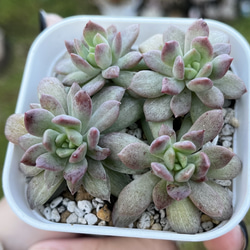 多肉植物 ♡シャインブライト♡ 韓国苗～5/13～ 多肉植物 ♡シャインブライト♡ 韓国苗～5/13～