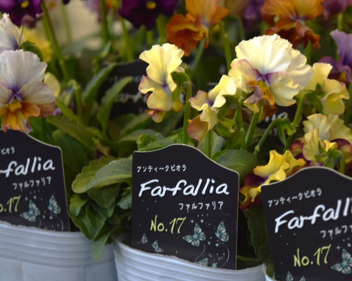 73c1d0980fd2198d4ea212c3af08ad