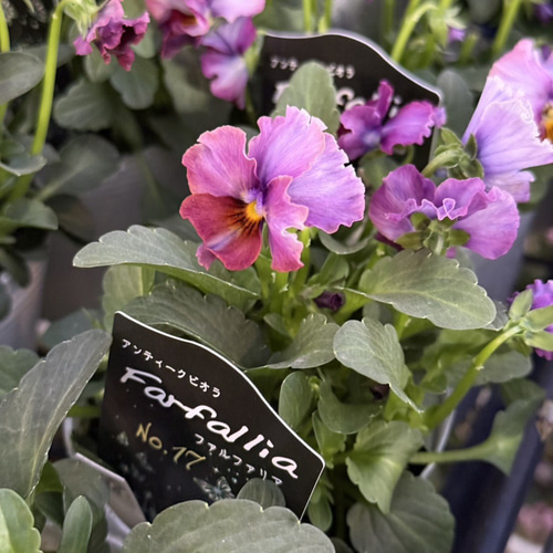 松原園芸オリジナル】アンティークビオラ「ファルファリア No.17
