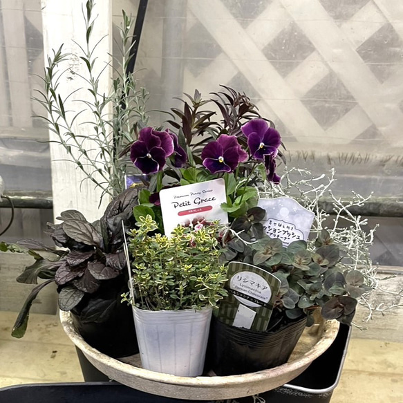 ブラックトーンのシック寄せ植え ※寄せ植えセット 花苗 鉢花