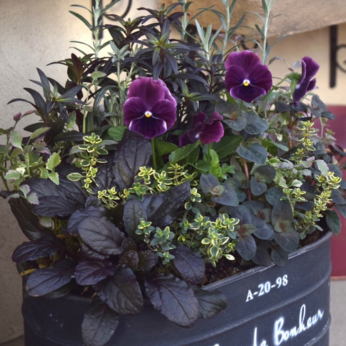 ブラックトーンのシック寄せ植え ※寄せ植えセット 花苗 鉢花