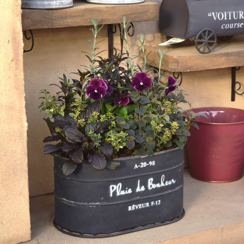 ★多肉の寄せ植え〜flower29car  マットブラック〜★ 楽天市場】多肉植物 寄せ植え 送料無料 yo69 ハートギフト C