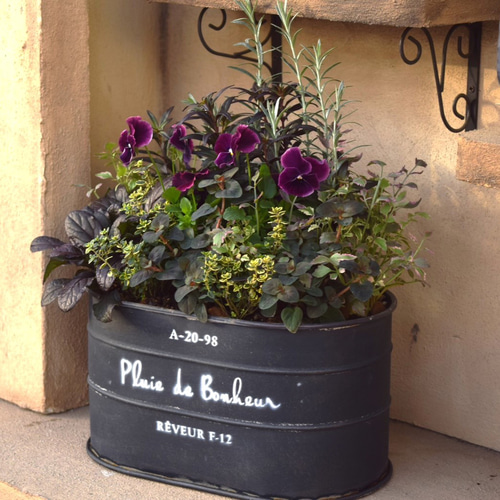 ブラックトーンのシック寄せ植え ※寄せ植えセット 花苗 鉢花