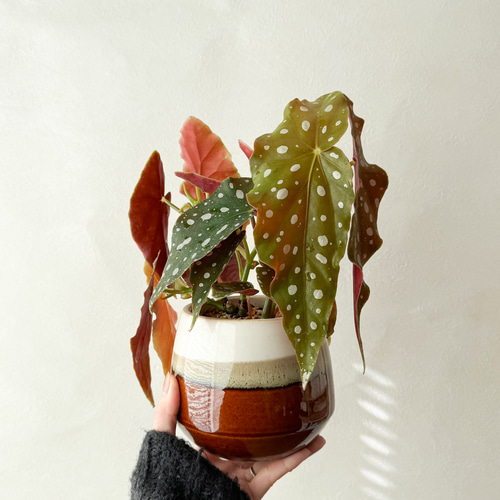 ベゴニア⚫︎マクラータ⚫︎4.5号⚫︎陶器鉢セット⚫︎観葉植物 アート