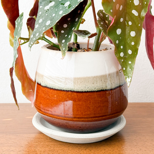 ベゴニア⚫︎マクラータ⚫︎4.5号⚫︎陶器鉢セット⚫︎観葉植物 アート