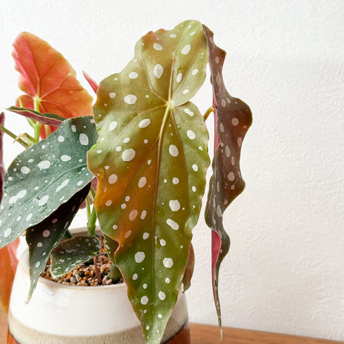 ⭐️希少⭐️ ベゴニア　マクラータ　斑入り　葉挿し用 hyn☆*。様 ベゴニア マクラータ 斑入り バリエガータ 葉挿し用