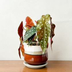 ベゴニア⚫︎マクラータ⚫︎4.5号⚫︎陶器鉢セット⚫︎観葉植物