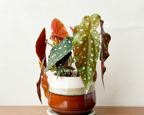 ベゴニア⚫︎マクラータ⚫︎4.5号⚫︎陶器鉢セット⚫︎観葉植物 アート