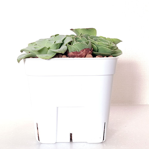 グリーノビア 7苗【アエオニウム 多肉植物】 多肉植物 エケベリア