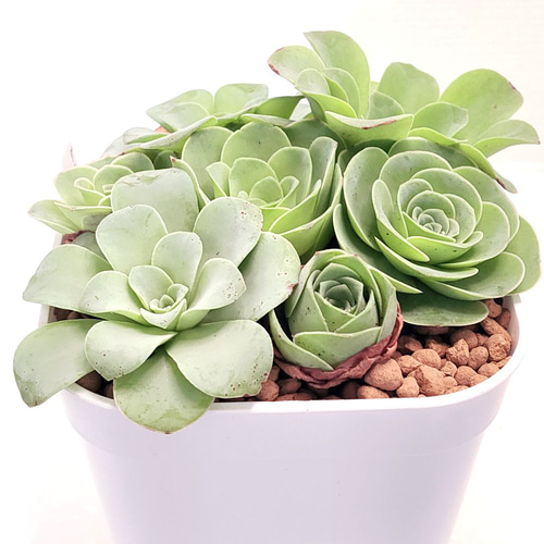 グリーノビア 7苗【アエオニウム 多肉植物】 多肉植物 エケベリア