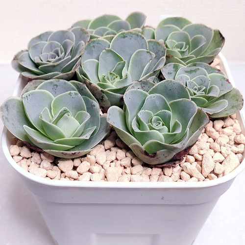 専用ページ　　　多肉植物　アエオニウム属(グリーノビア) 専用ページ 多肉植物 アエオニウム属(グリーノビア)