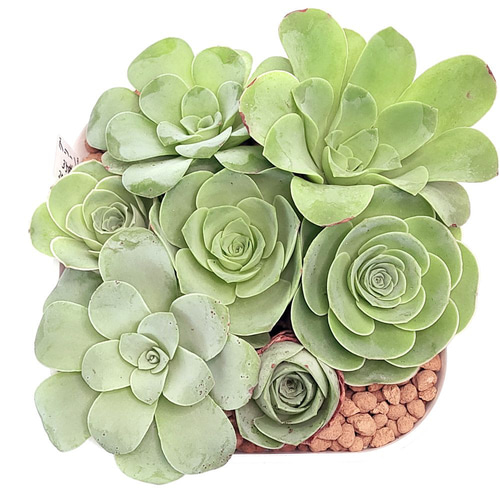 専用ページ　　　多肉植物　アエオニウム属(グリーノビア) グリーノビア 7苗【アエオニウム 多肉植物】 多肉植物 エケベリア