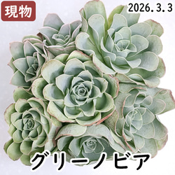 オーストラリアキャプテンヘイ【エケベリア 多肉植物】 多肉植物