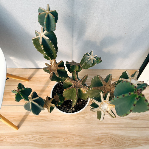 ［現品］16番　柱サボテン　鬼面角 ブランチ　8号　多肉植物　おしゃれ　人気 現品］41番 柱サボテン 鬼面角 ブランチ 8号 観葉植物 室内 大型