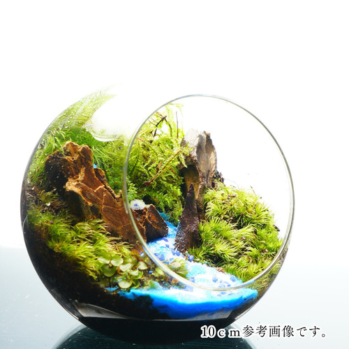 完成品】選べる4サイズ 8-16cm ガラスボトル テラリウム 苔テラリウム