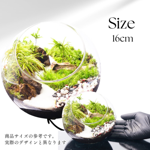 完成品】選べる4サイズ 8-16cm ガラスボトル テラリウム 苔テラリウム