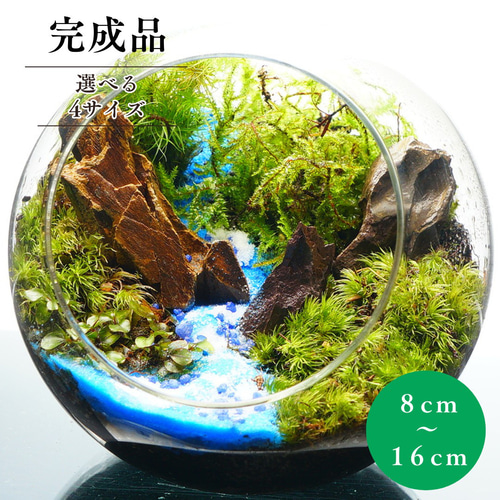 完成品】選べる4サイズ 8-16cm ガラスボトル テラリウム 苔テラリウム