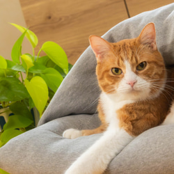 【ふとん屋さんが広げる輪】本物の羽毛を使ったなめらかクッション　ドーム型ダウンクッション　犬や猫に　ペットベッド 2枚目の画像