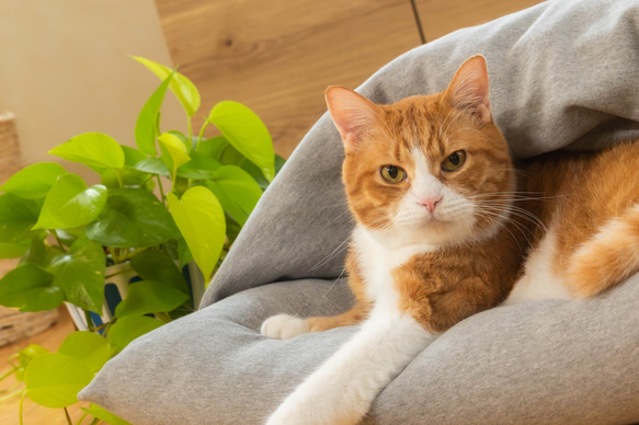 【ふとん屋さんが広げる輪】本物の羽毛を使ったなめらかクッション　ドーム型ダウンクッション　犬や猫に　ペットベッド 2枚目の画像