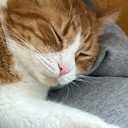 【ふとん屋さんが広げる輪】本物の羽毛を使ったなめらかクッション　ドーム型ダウンクッション　犬や猫に　ペットベッド 3枚目の画像