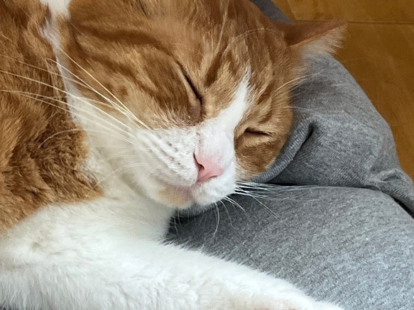 【ふとん屋さんが広げる輪】本物の羽毛を使ったなめらかクッション　ドーム型ダウンクッション　犬や猫に　ペットベッド 3枚目の画像