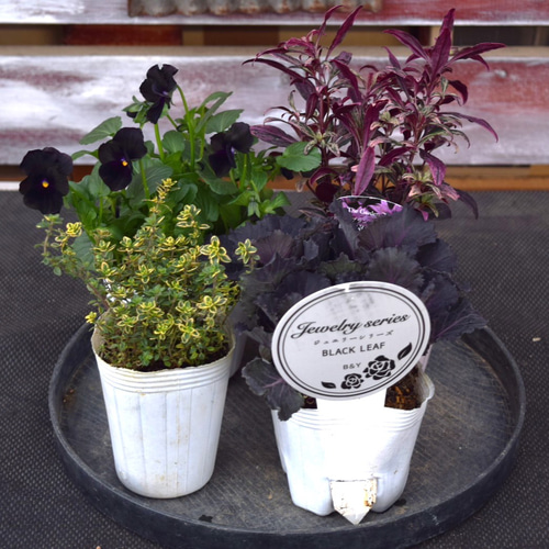 ハボタン×ビオラ」 大人のブラック寄せ植え ※寄せ植えセット 花苗 鉢花