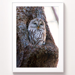 北海道の可愛い動物 A4写真プリント ガラス入り額装 ～エゾリス～ 北海道の可愛い動物 A4写真プリント ガラス入り額装 ～花畑の