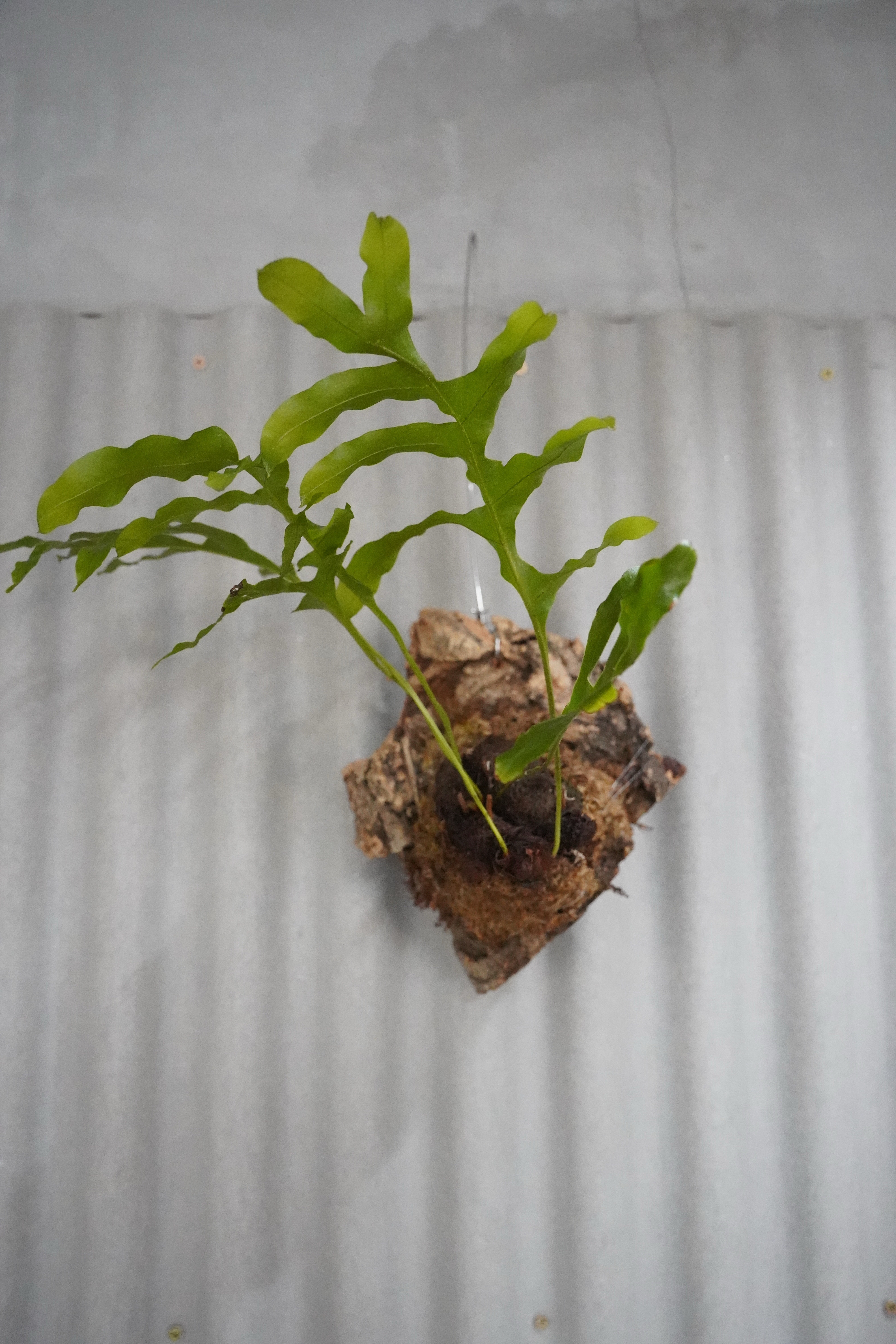 ドリナリア・クエルシフォリア｜コルク着生｜ハンギング