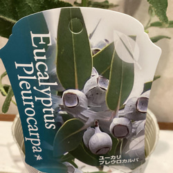 種のみ❗️テトラゴナナッツ❤️ユーカリ テトロゴナ 多肉植物