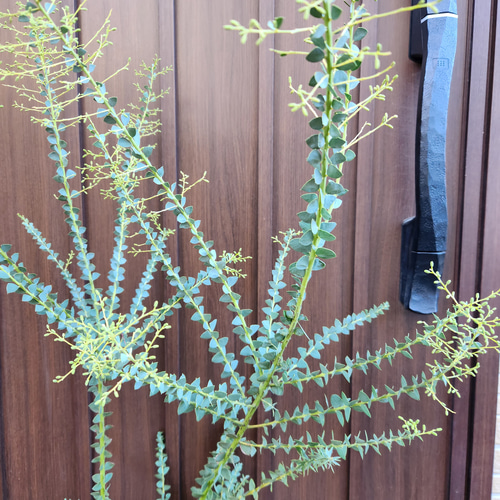 サンカクバアカシア　三角葉アカシア　テラコッタ鉢植え　苗ミモザ　ウェルカムツリー サンカクバアカシア 三角葉アカシア テラコッタ鉢植え 苗 ドライ