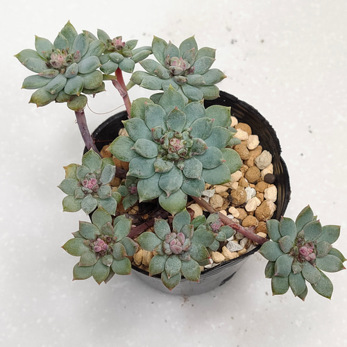 クリッシーNライアン【エケベリア 多肉植物】 多肉植物 クリッシーNライアン【エケベリア 多肉植物】 多肉植物