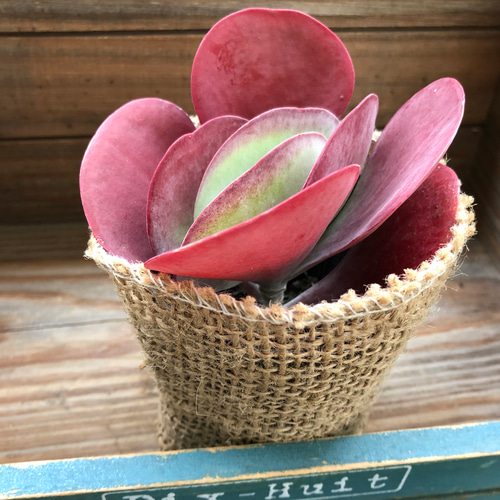 デザートローズ♡真っ赤♡エケベリア♡多肉植物♡ガーデニング