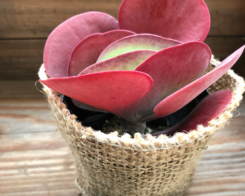 a506c05cc3baf581341e34eb319a86