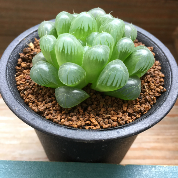 オブツーサ黒鉢♡♡トゥルンカータ♡ハオルチア♡美しい♡多肉植物