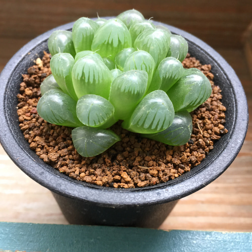 オブツーサ黒鉢♡♡トゥルンカータ♡ハオルチア♡美しい♡多肉植物