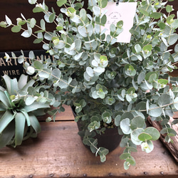 ✤ ユーカリ ポポラス ✤ フレッシュ*＊ 即日☆【造花】YDM/ポポラスユーカリスプレー GR/FG -5134-GR - 花材