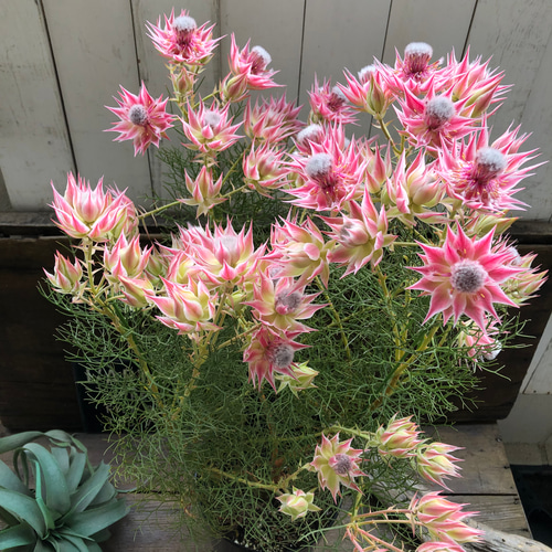 プリティーピンク♡セルリア♡大苗♡ガーデニング アートフラワー パリ